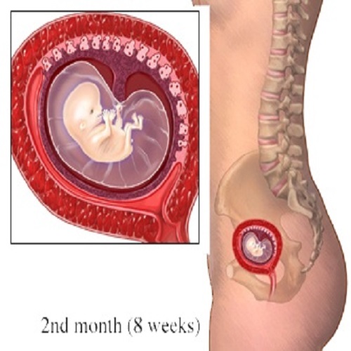 مراقبتهای ماه دوم بارداری